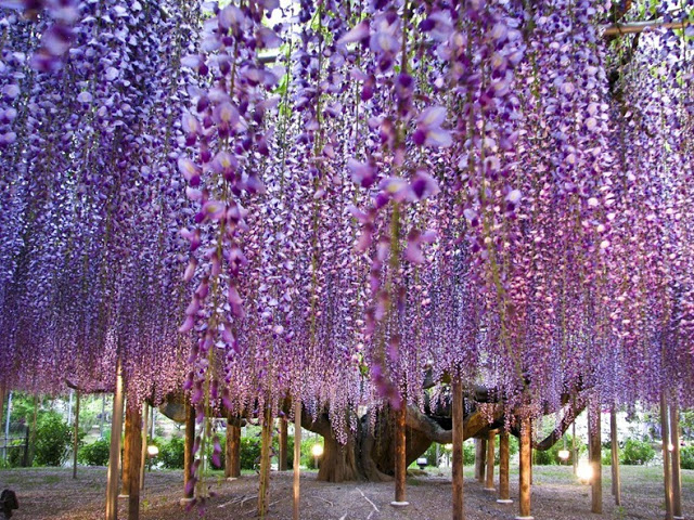 يتميز منتزه أشيكاجا للزهور باليابان بضمه لزهور ويستيريا التي ترمز