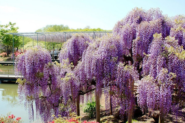 الزهور من أهم وأقدم الأشجار المزهرة في اليابان حتى أنه