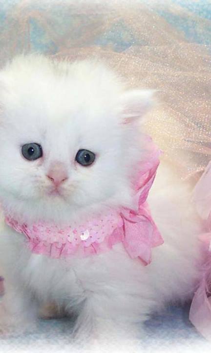 �������� ������� ���� ����������� ����� ����� ����� 2015Bobbi Brown Art