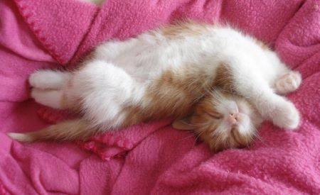 Sticks:����� ������.pinky��������������pinkPink October ♥Pinko ����� ��� �������� ���������� ����� �