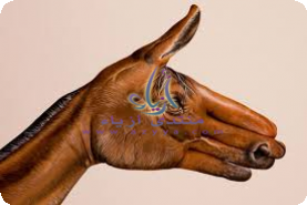  ���� ����� ��� ������ =) 