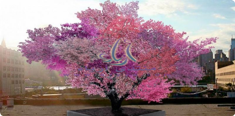 �� ����� �������� ��������ɡ ��� ��� ���� ������� ������ �����