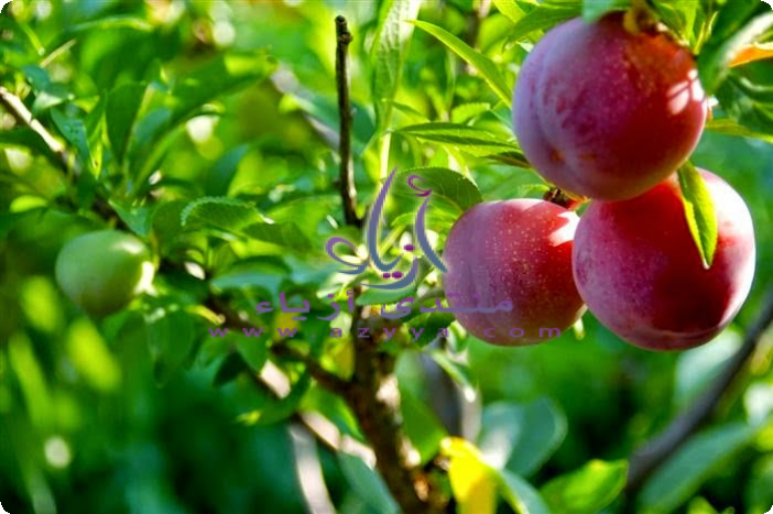 ��� ����� ������ ����� ����� ����� ���� 40 ����� �������