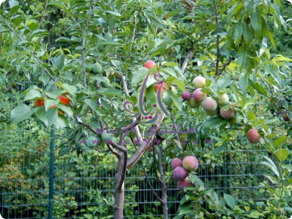 �� �������. ���� �� ��� ������ѡ ���� ������ �� ����