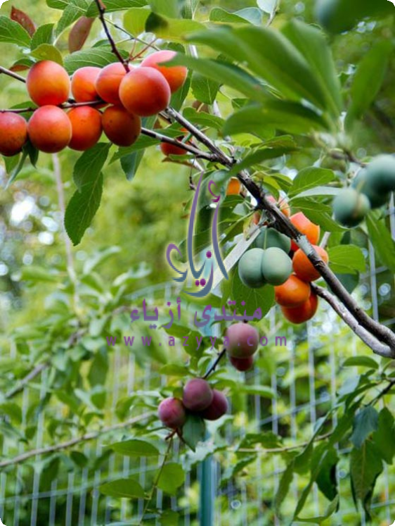 ������� ������� �� ����Ρ �����ԡ ��������� �����ҡ ���� ������ ����