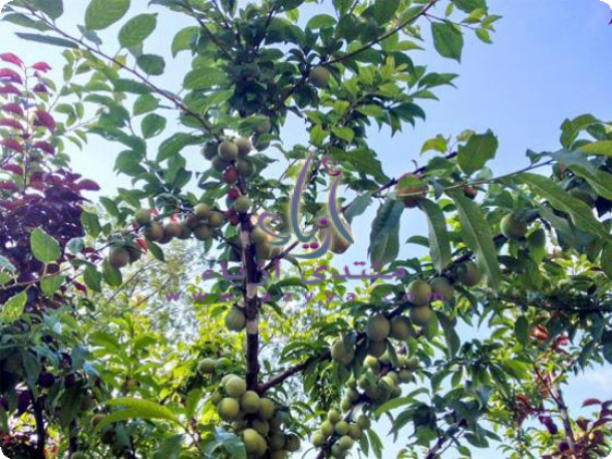 ���� ����� ����� ����� �� ���� ���� �� ������� ����