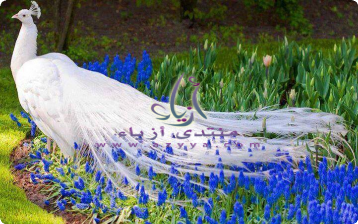  ✿..♥���� ����� ����� ���� �� ����✿..♥ 