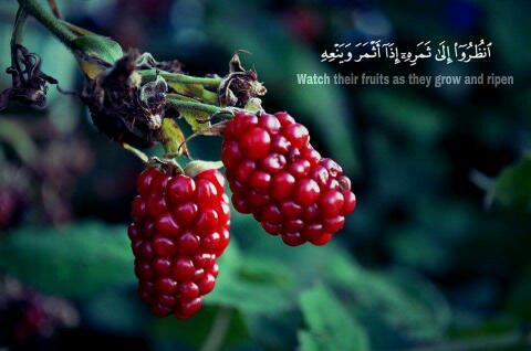 "انْظُرُوا إِلَىٰ ثَمَرِهِ إِذَا أَثْمَرَ وَيَنْعِهِ" انظروا بالحس البصير "انْظُرُوا إِلَىٰ ثَمَرِهِ إِذَا أَثْمَرَ وَيَنْعِهِ" انظروا بالحس البصير