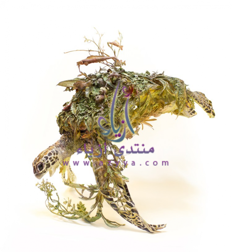 ������� ������� ���� ������ Ellen Jewett ����� ������ ���! ���